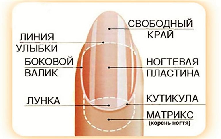 Анатомия ногтей человека – информация:
