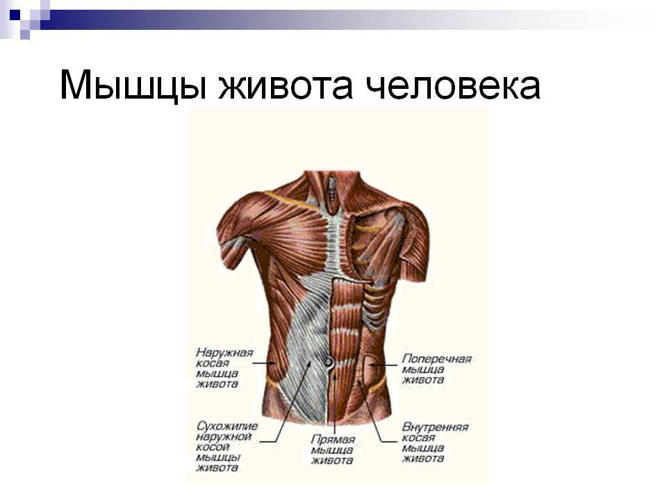 Мышцы живота рисунок анатомия