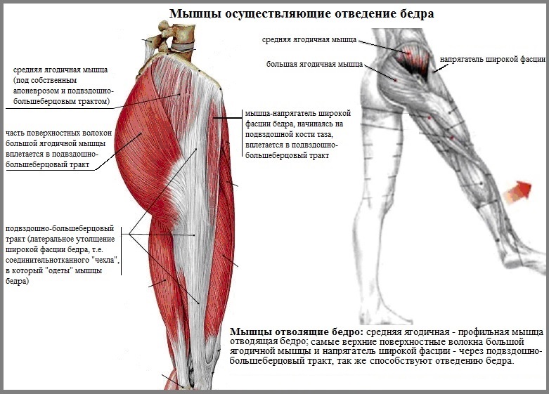 Мышцы бедра презентация