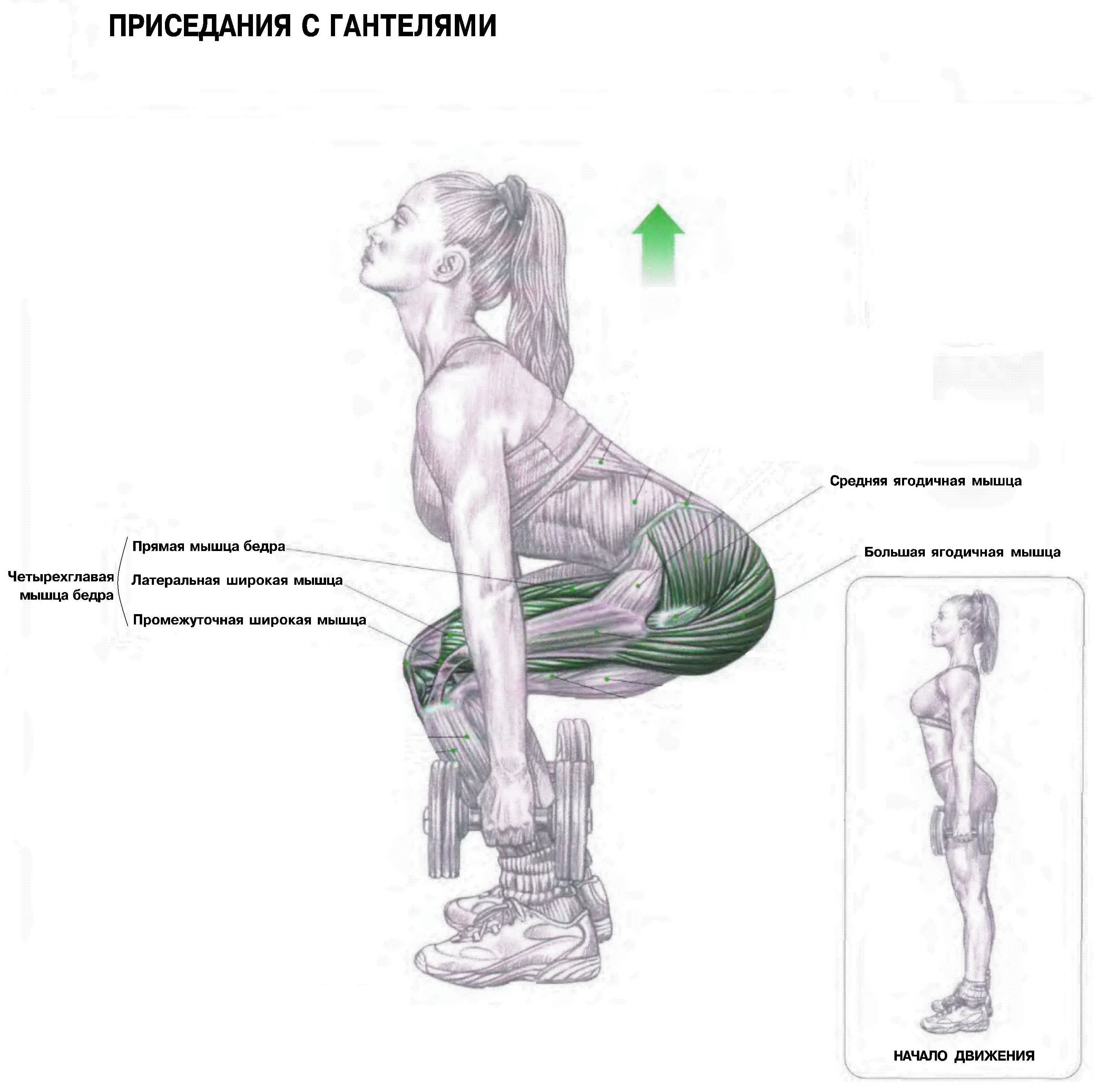 Большая ягодичная мышца: анатомия, функции и упражнения - kinesiopro
