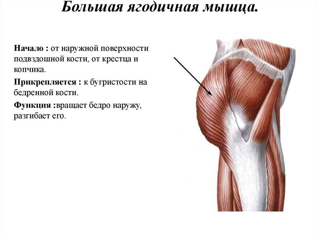 Мышцы ягодицы анатомия картинки для уколов