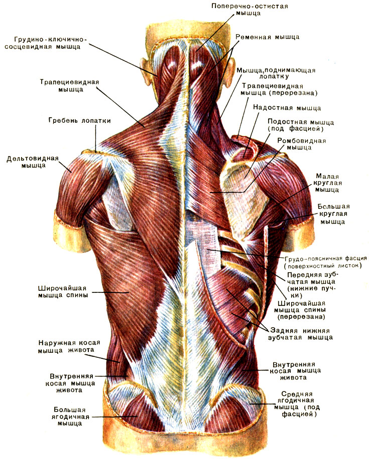 Большая поясничная и пирамидальные мышцы показать схемы