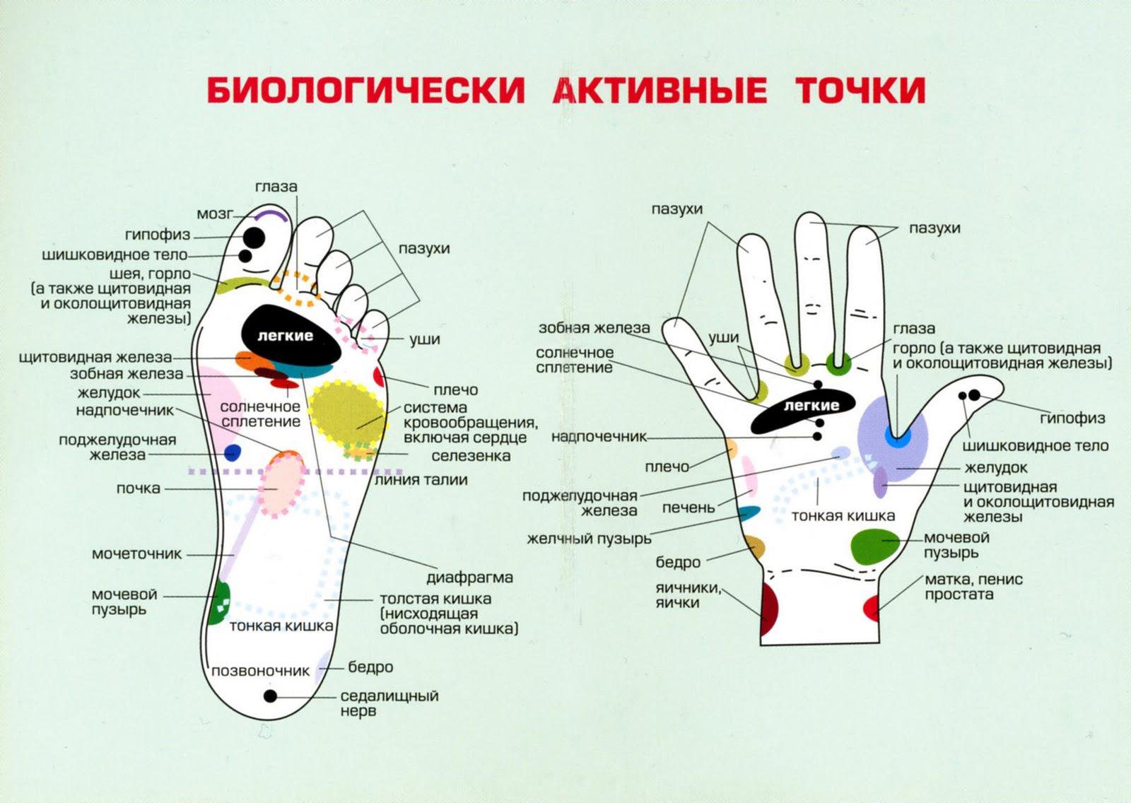 Схема акупунктурных точек на теле человека на русском языке