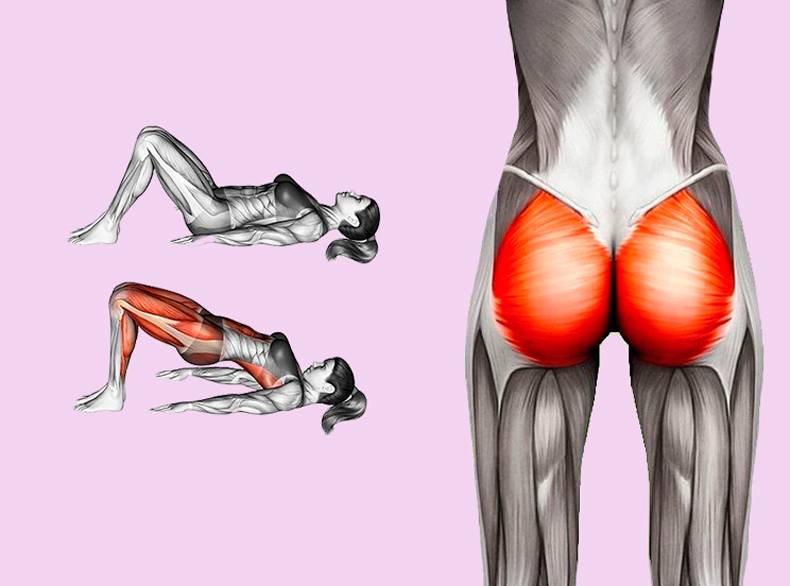 Ягодичные мышцы — анатомия и биомеханика. как тренировать — 3 лучших упражнения