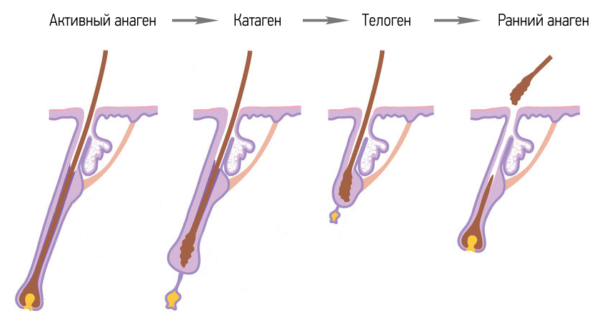 Анаген телоген катаген фото