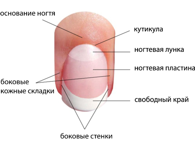 Зачем переворачивать ноготь при маникюре