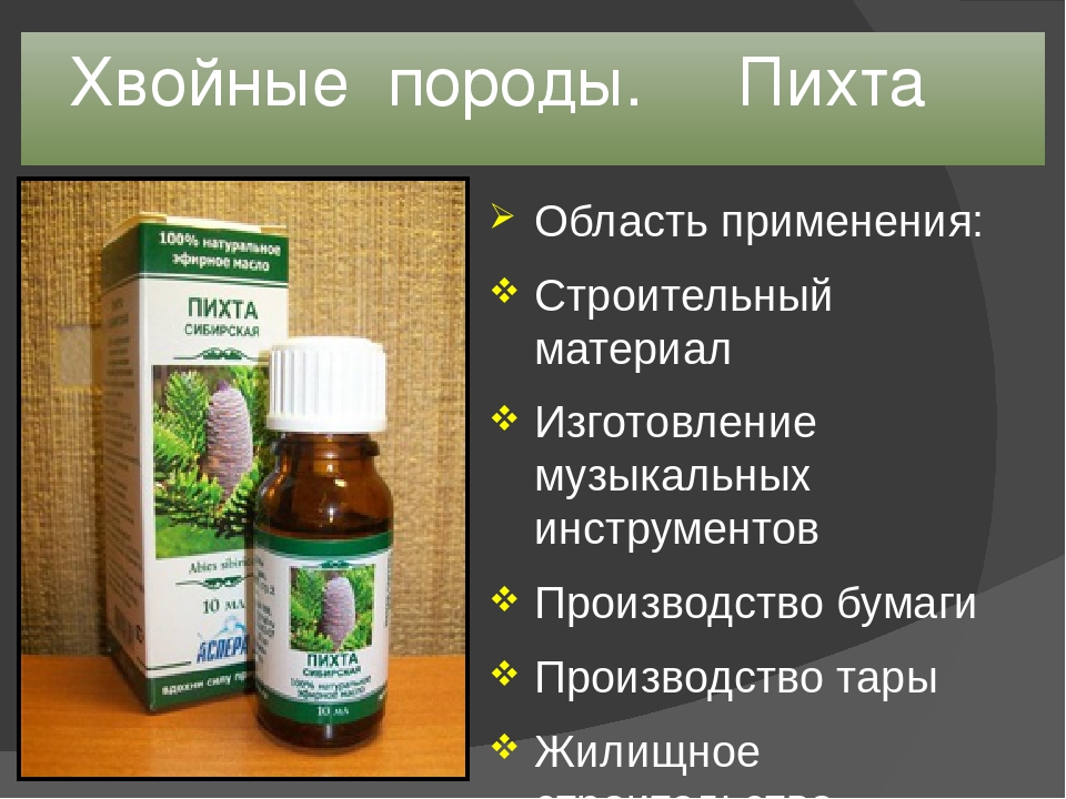 Пихта сибирская значение