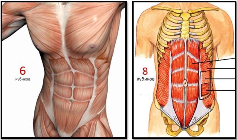 Так как же все-таки тренировать поперечную мышцу живота? | статьи фитнес-клуба анатомия