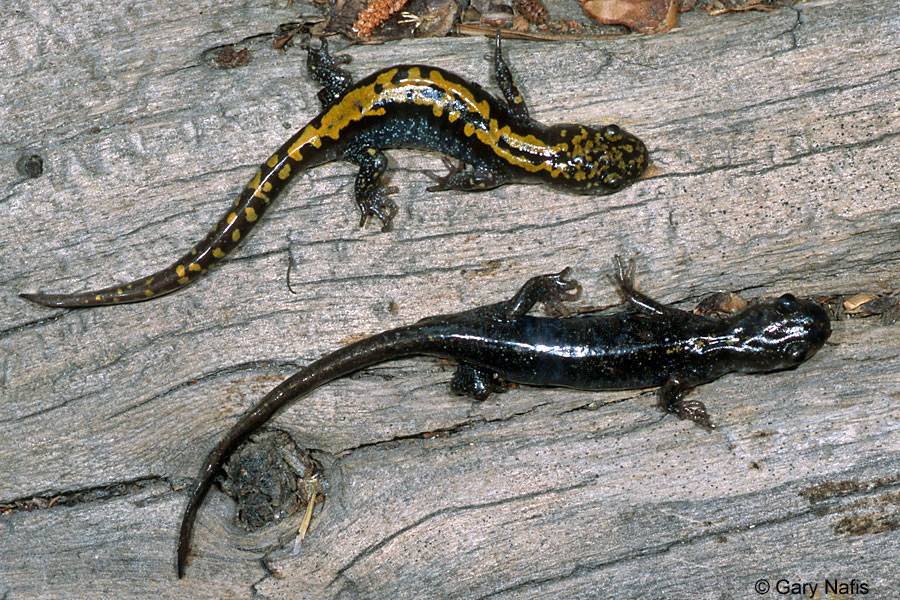 Гигантская сибирская саламандра и другие исчезающие виды сибири