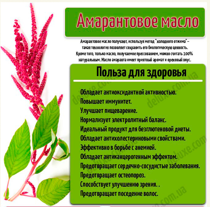 Амарантовое масло свойства. Амарантовые растения. Чем полезен Амарант. Амарант растение лекарственное. Амарант растение для еды.