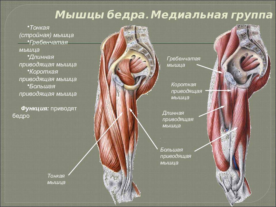 Кости и суставы. строение суставов