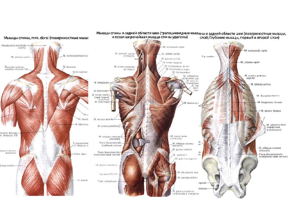 Мышцы спины анатомия человека. Атлас Синельников мышцы спины. Строение спины сзади у человека. Мышцы спины сбоку анатомия. Глубокие мышцы спины сбоку.