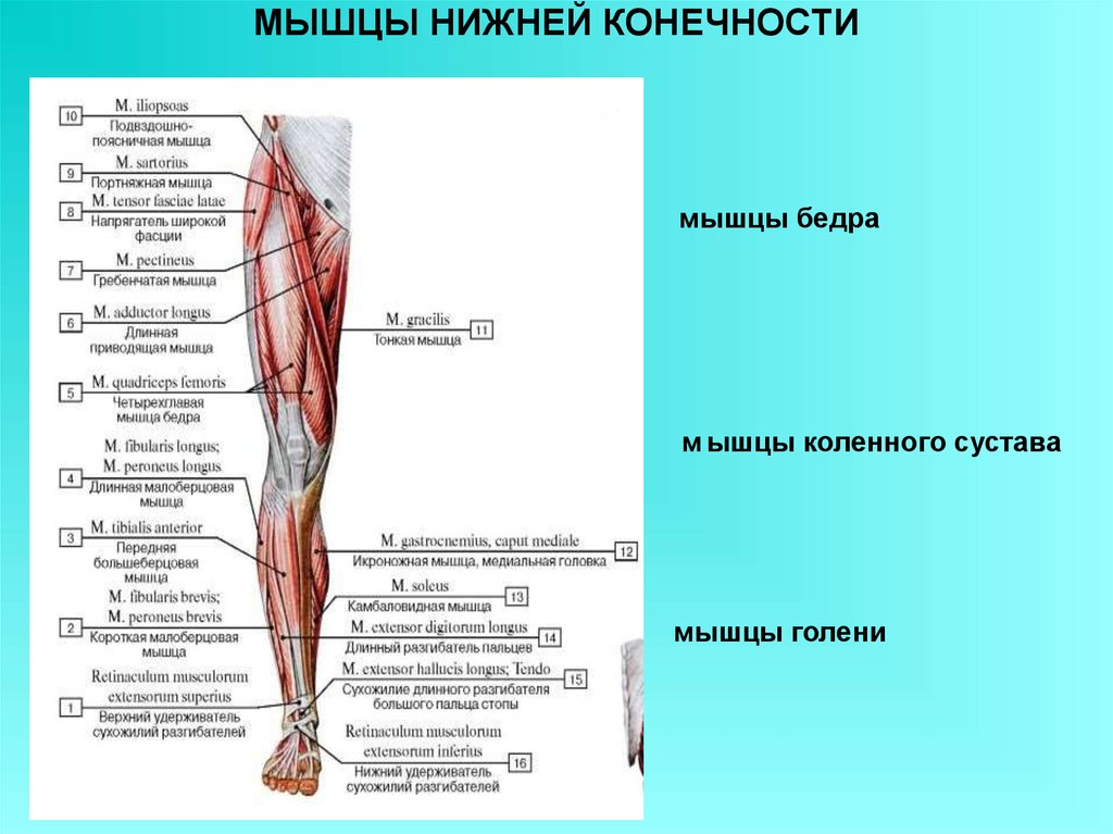 Анатомия стопы и голеностопного сустава