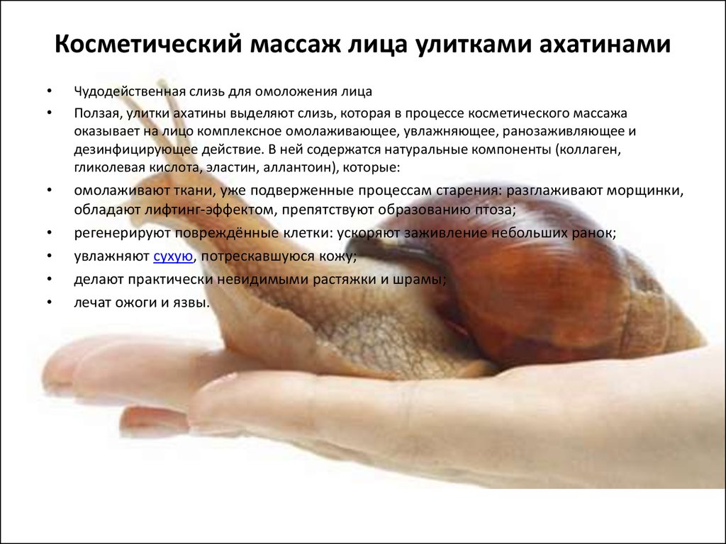 Косметические улитки (виды моллюсков, описание процедур)
