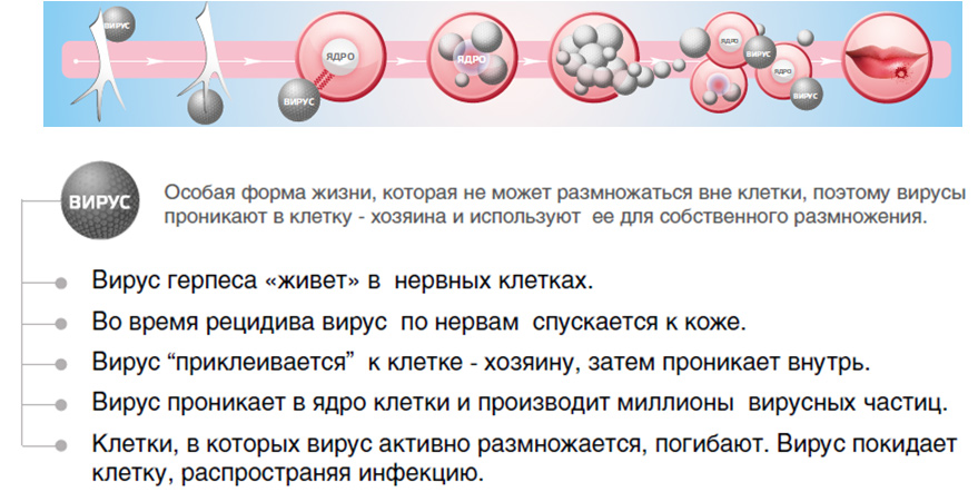 Герпес на губах —  витагерпавак